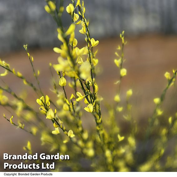 Cytisus x praecox 'Allgold'