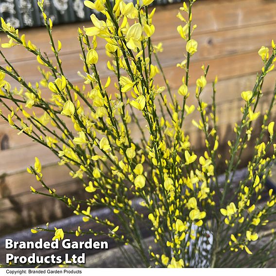 Cytisus x praecox 'Allgold'