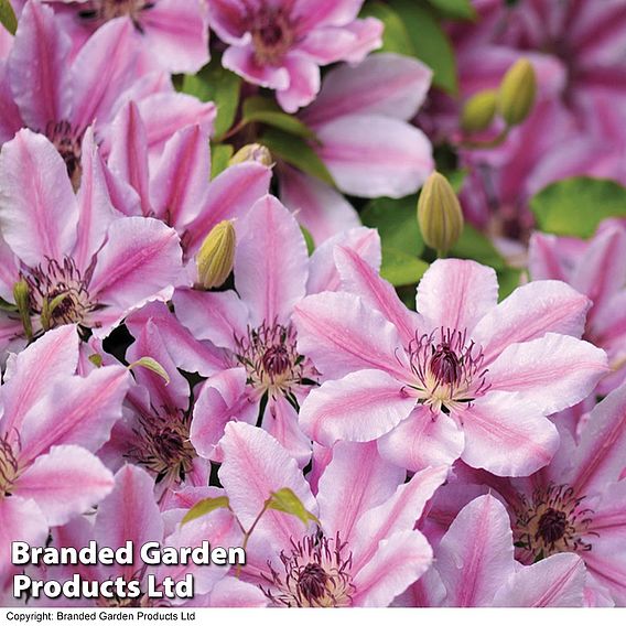 Clematis 'Nelly Moser'