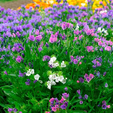 Echium plantagineum Dwarf Mix - Seeds