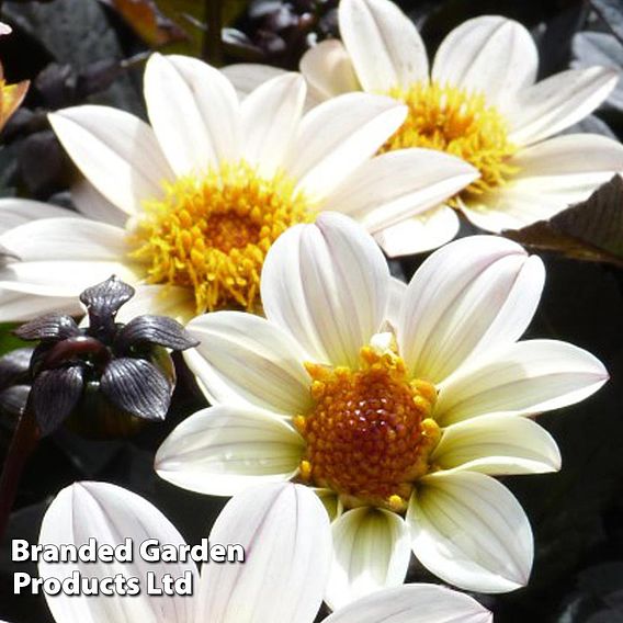 Dahlia Happy Days Cream