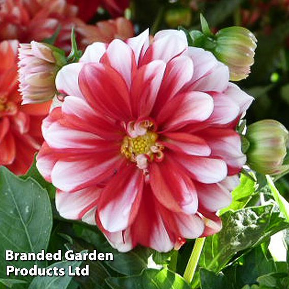 Dahlia 'Lubega Power Red White'