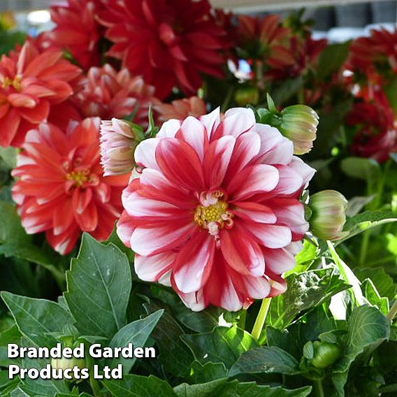 Dahlia 'Lubega Power Red White'