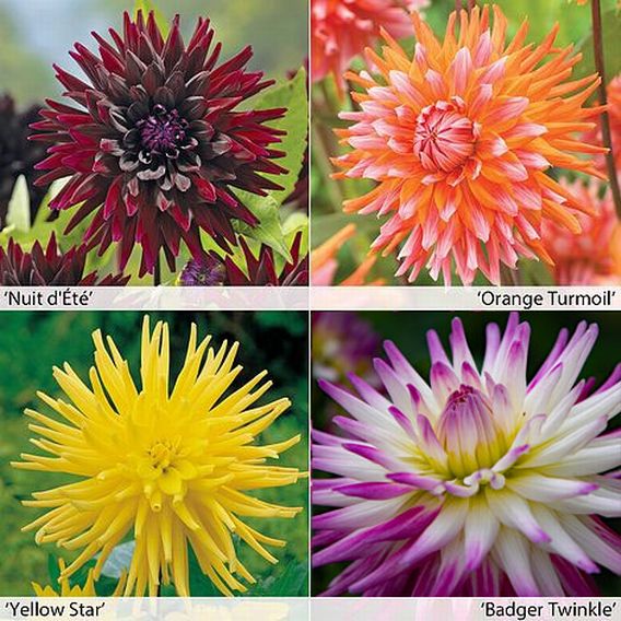 Dahlia 'Cactus Collection'