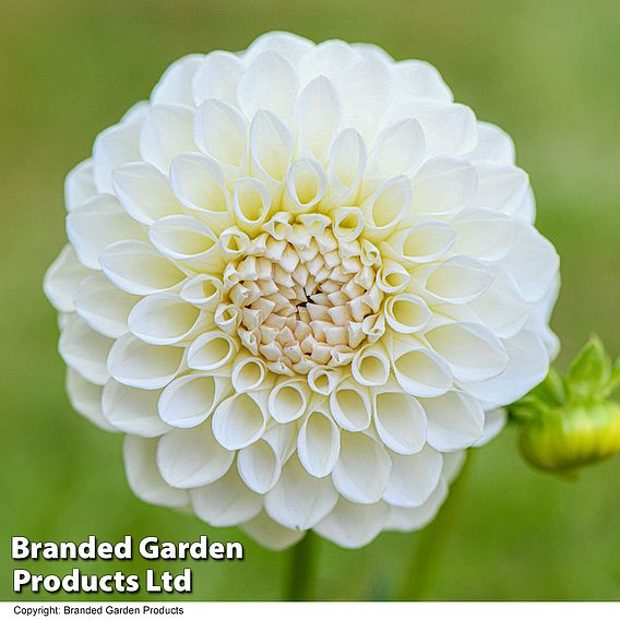 Dahlia 'Boom Boom White'