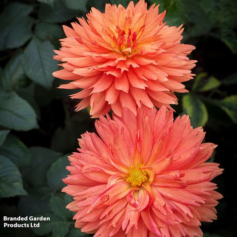 Dahlia 'Cactus Bundle'