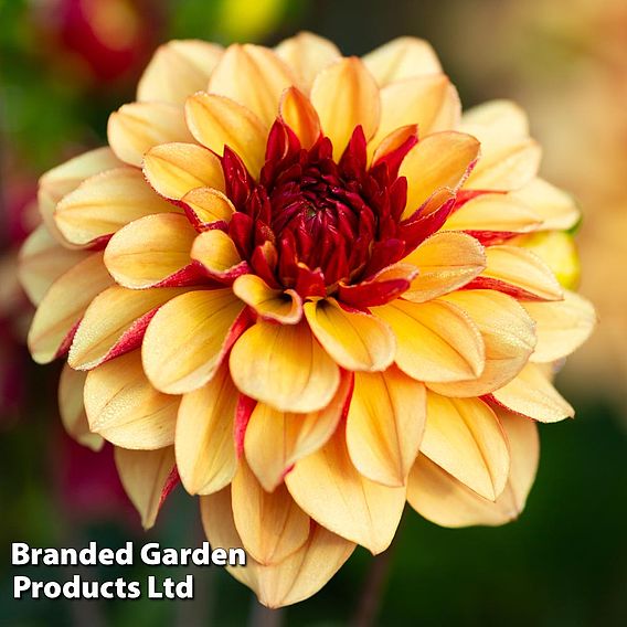 Dahlia Double Flowered Collection