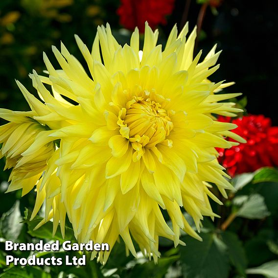 Dahlia 'Wanda's Capella'