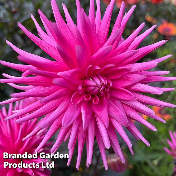 Dahlia 'Electro Pink'