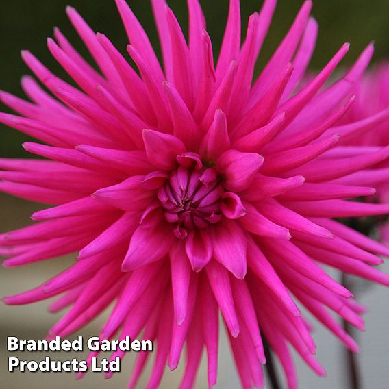 Dahlia 'Electro Pink'