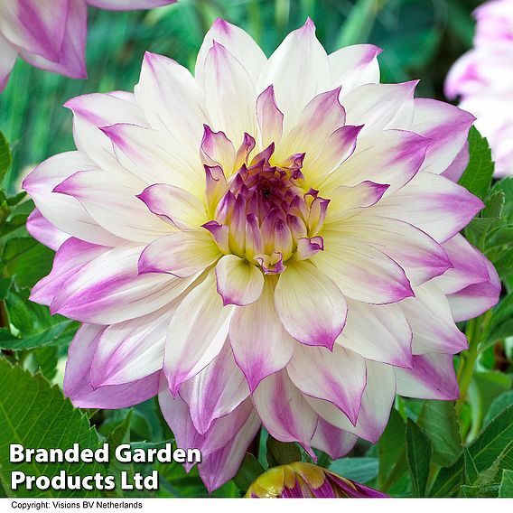 Dahlia 'Ferncliff Illusion' (Giant Tree Dahlias)