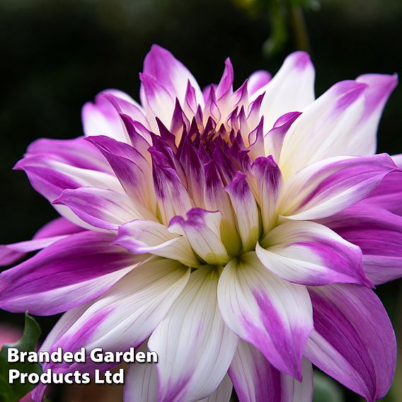 Dahlia 'Ferncliff Illusion' (Giant Tree Dahlias)