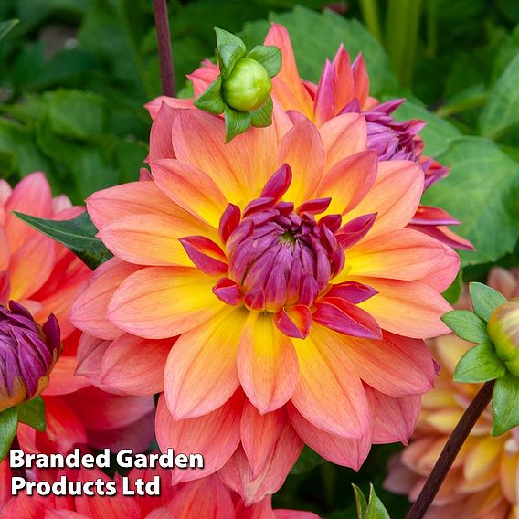 Dahlia Double Flowered Collection