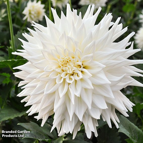 Dahlia 'Fleurel'