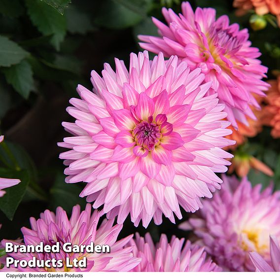 Dahlia 'Dalina Salinas' (The Windmill Dahlia)