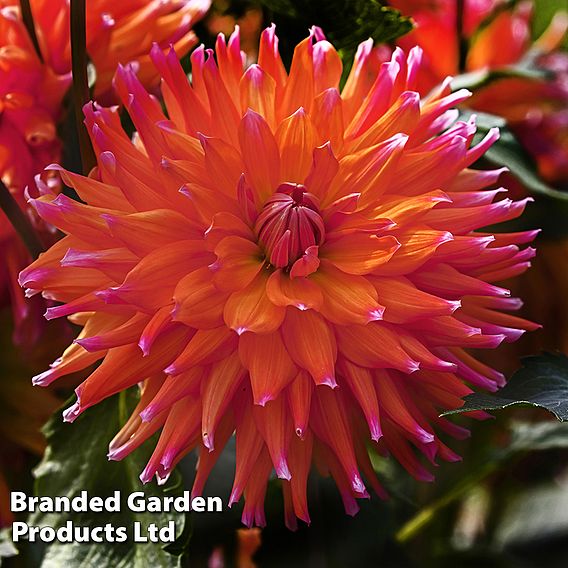 Dahlia 'Orange Turmoil'