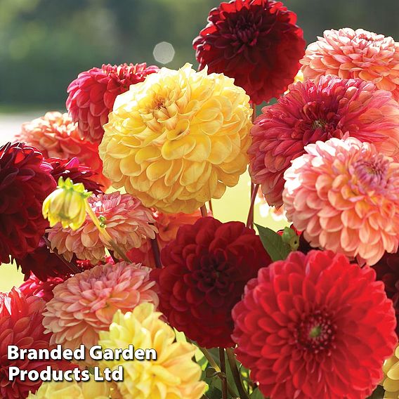 Dahlia 'Pompone Mixed'