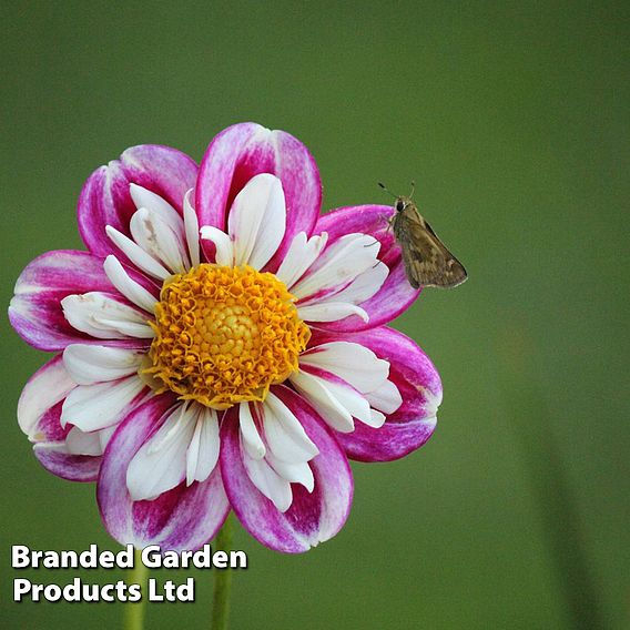 Dahlia 'Rumble Bumble'