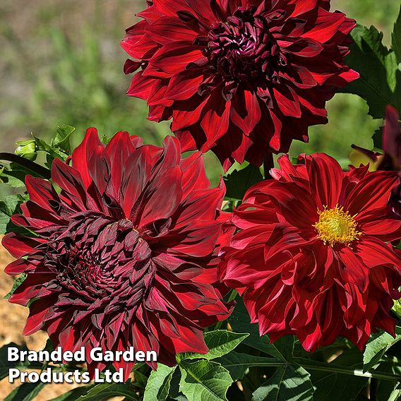 Dahlia Dinner Plate 'Spartacus'