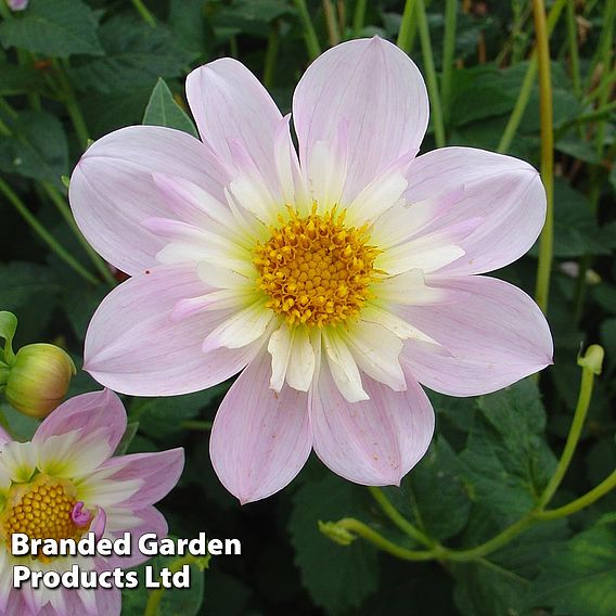 Dahlia 'Teesbrooke Audrey'