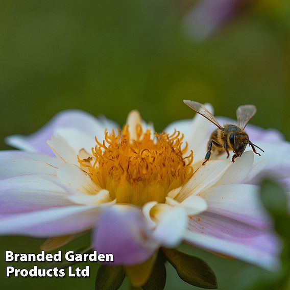 Dahlia 'Teesbrooke Audrey'