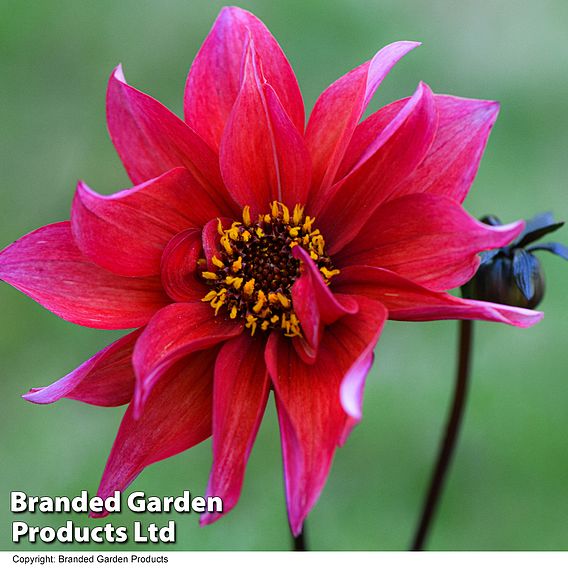 Dahlia 'Waltzing Mathilda'