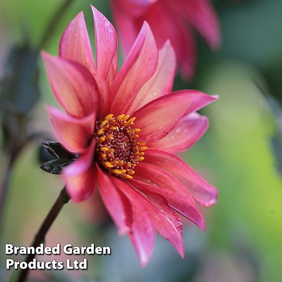 Dahlia 'Waltzing Mathilda'