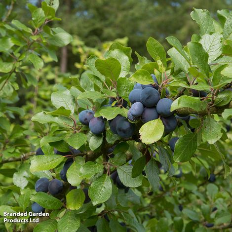 Damson 'Farleigh'