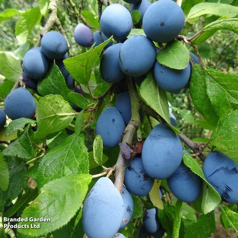 Damson 'Shropshire Prune'