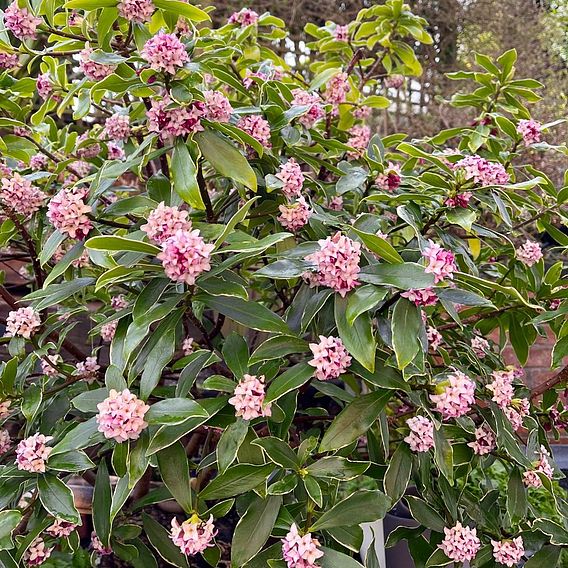 Daphne odora 'Rogalski' | Suttons