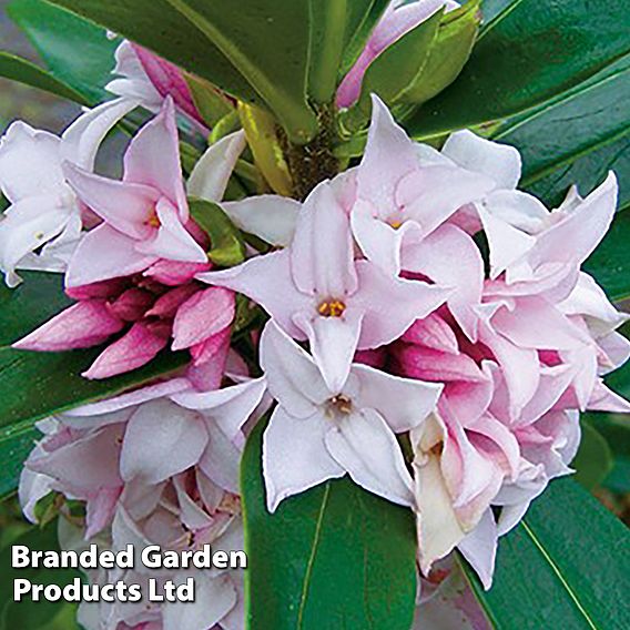 Daphne 'Perfume Princess'