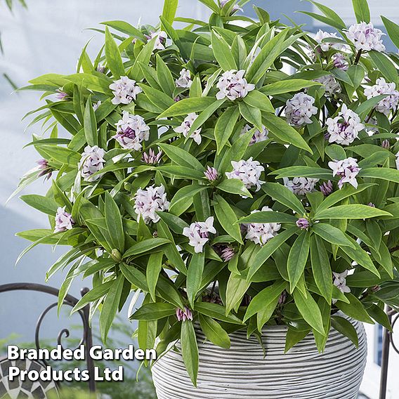 Daphne 'Perfume Princess'