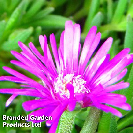 Delosperma cooperi