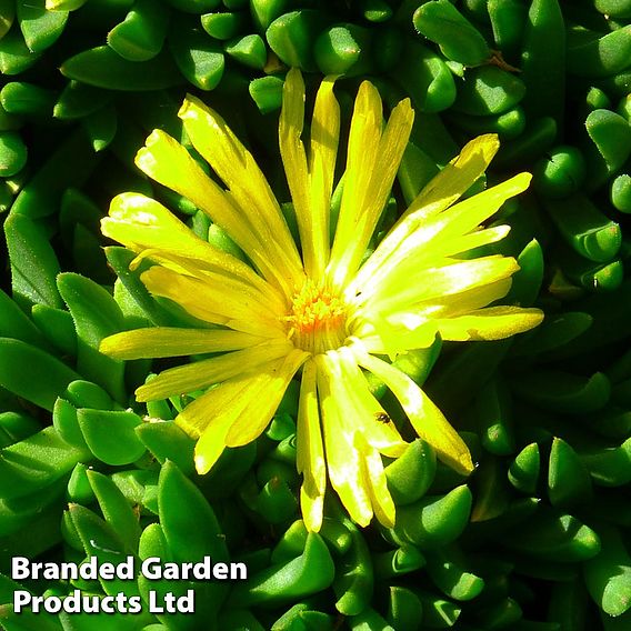 Delosperma congestum 'Yellow'