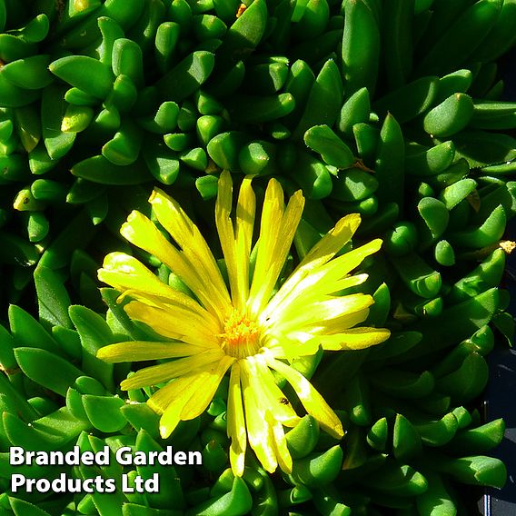 Delosperma congestum