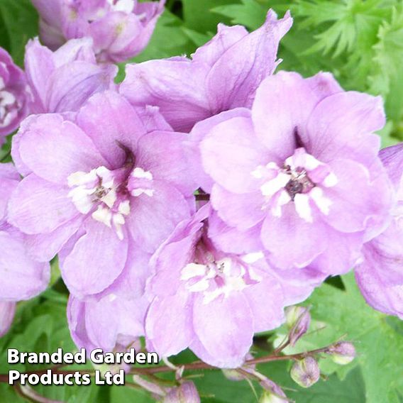 Delphinium Magic Fountains Cherry Blossom