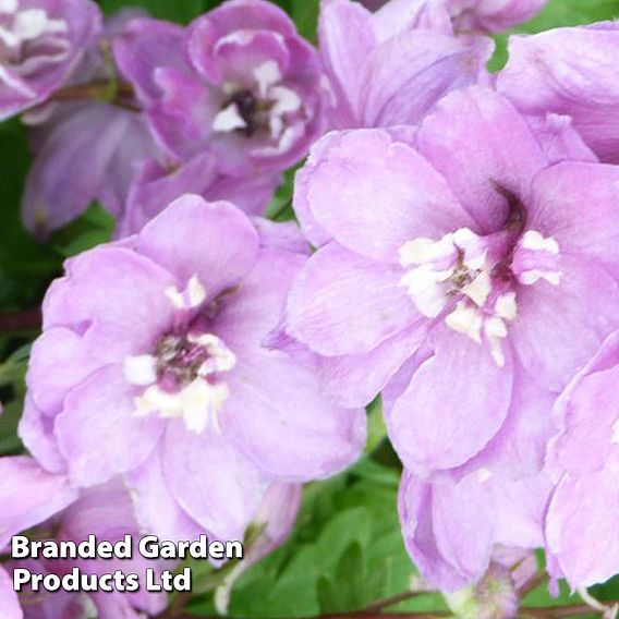 Delphinium Magic Fountains Cherry Blossom