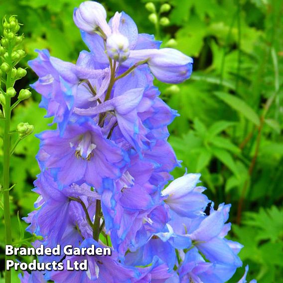 Delphinium Magic Fountain Sky Blue