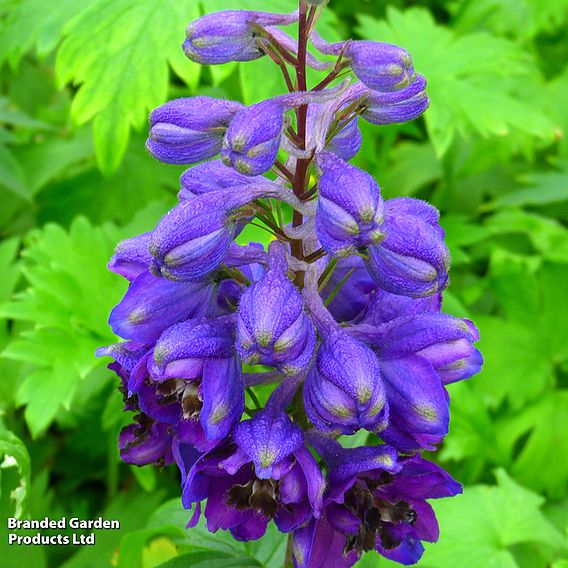 Delphinium Magic Fountains 'Dark Blue Dark Bee'