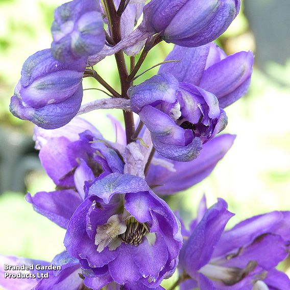 Delphinium Magic Fountains 'Dark Blue Dark Bee'