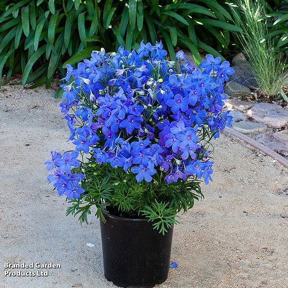 Delphinium grandiflorum 'Hunky Dory Mix' F1 - Seeds