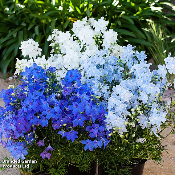 Delphinium grandiflorum 'Hunky Dory Mix' F1 - Seeds