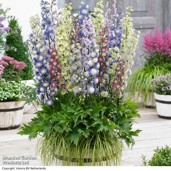 Delphinium 'Double Highlander Mix'