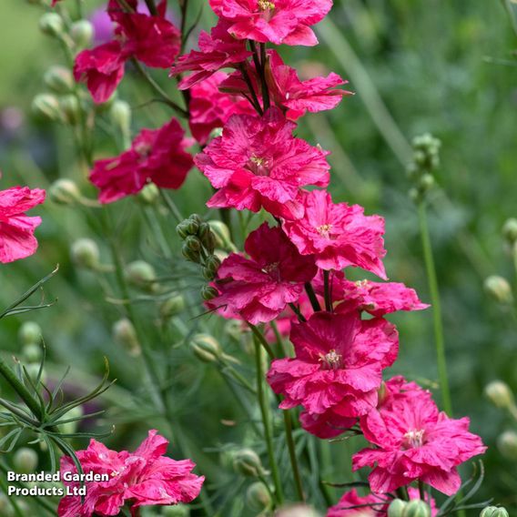 Delphinium consolida 'King Size Scarlet'