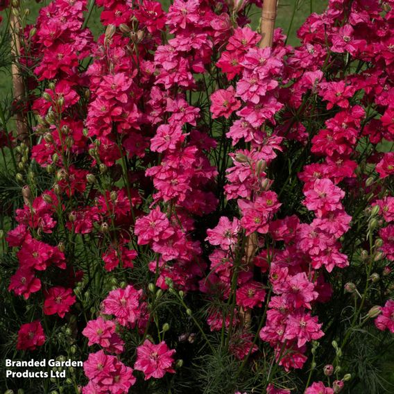 Delphinium consolida 'King Size Scarlet'