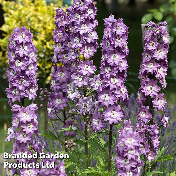 Delphinium 'Magic Fountains Lavender'