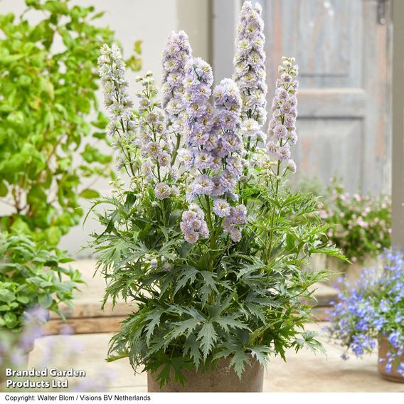 Delphinium elatum 'Highlander Rainbow Sensation'