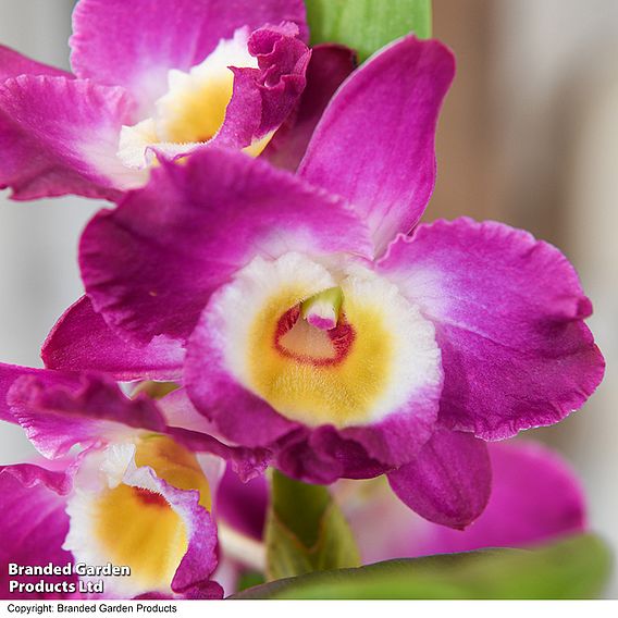 Orchid 'Star Class Lilac' - Gift