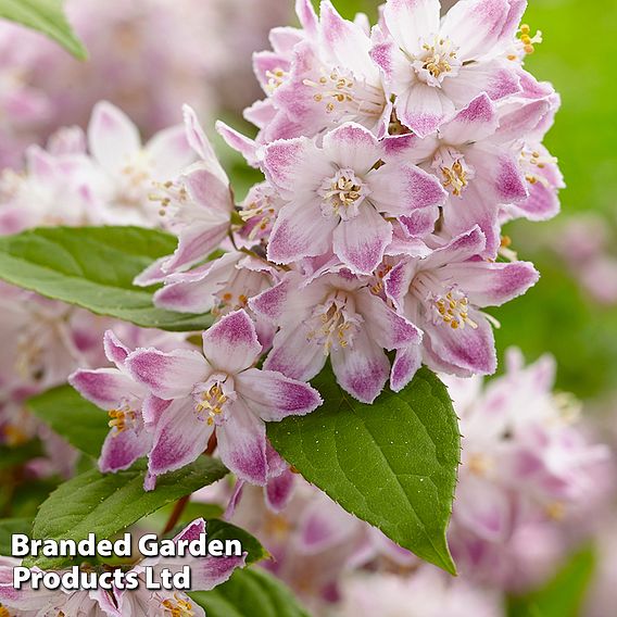 Deutzia 'Raspberry Sundae'