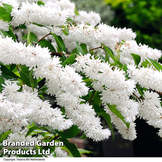 Spring Saver Shrub Collection